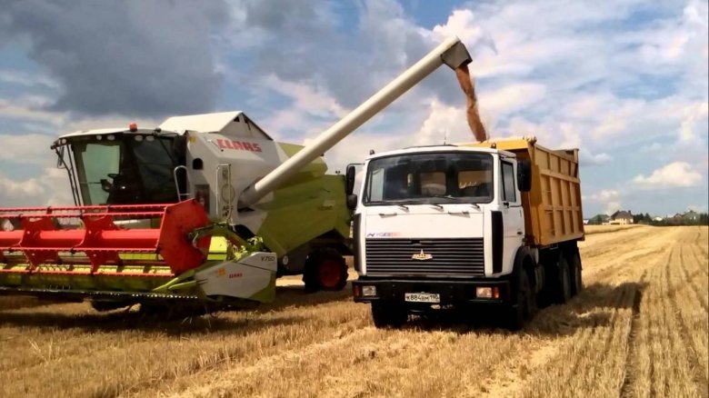 Пшеница комбайн