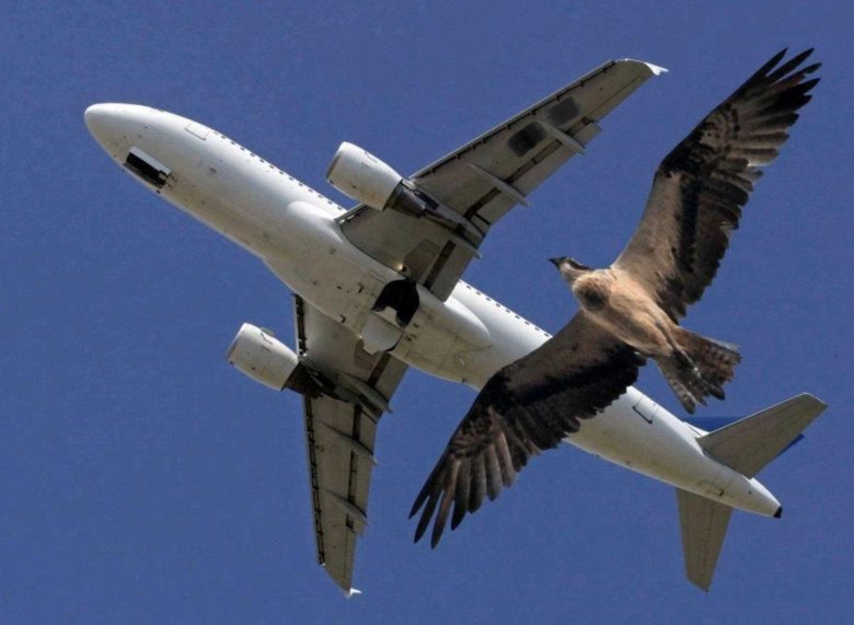 Это птица это самолет