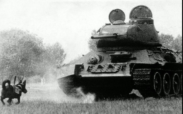 Собаки истребители танков ВОВ