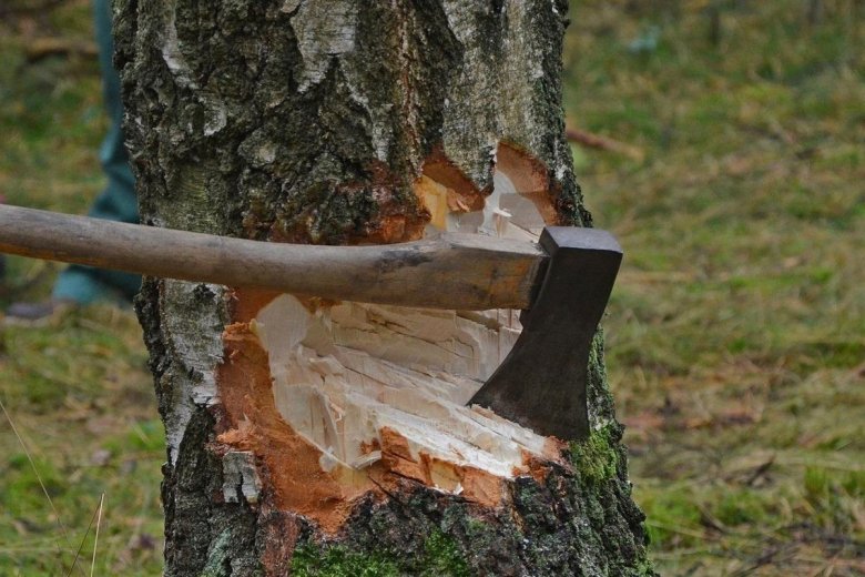 Незаконная вырубка лесных насаждений