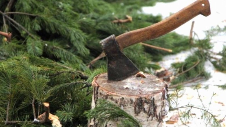 Срубленные елки