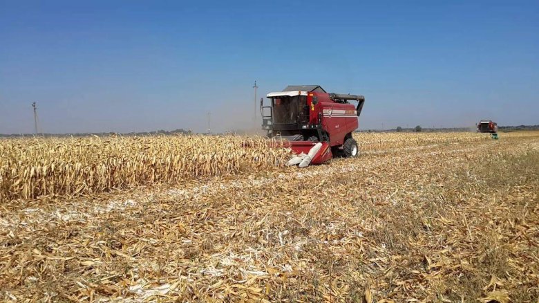 Уборка кукурузы на зерно комбайном